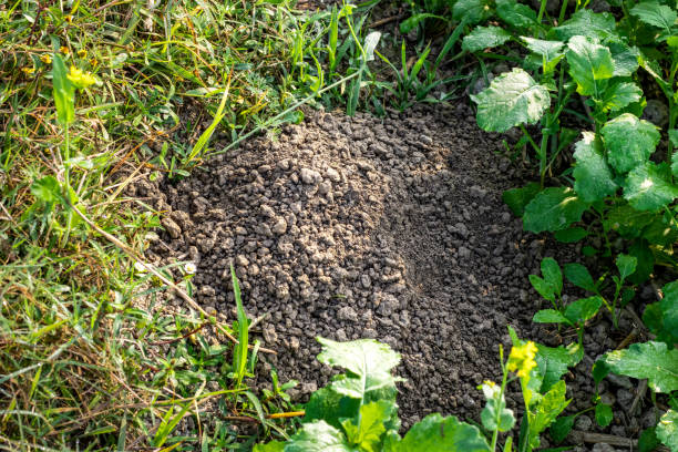istock Rat cave beside the mustard field close up shot 1365759969