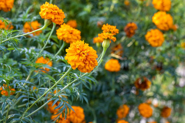 istock Beautiful young marigold flower blooming in the garden 1365760621