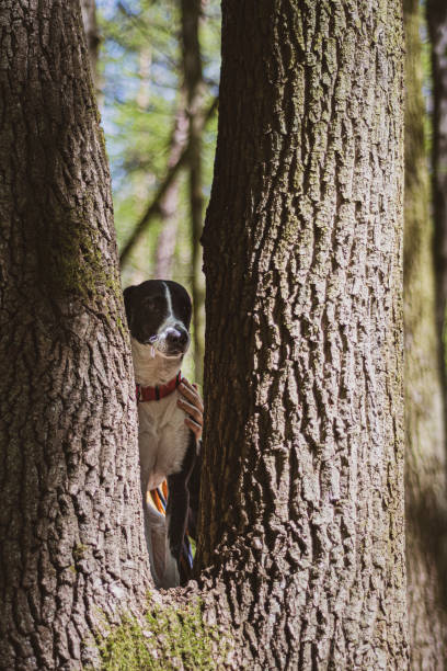Creative dog portrait in the woods. Young cute doggy peeking through a tree with double trunks. Forests of Warsaw, Poland. Selective focus on the details, blurred background.