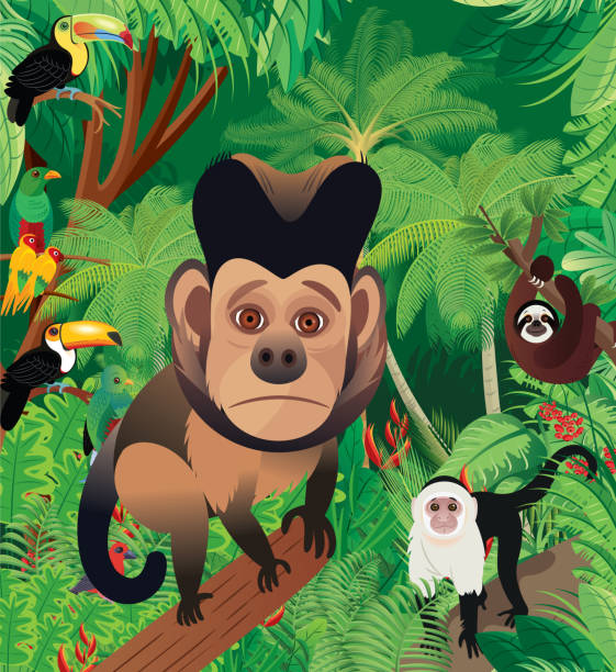 Capuchin Graphics 10+ Black Capped Capuchin Illustrations Stock Illustrations, Royalty ...