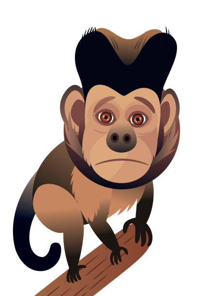 タフテド・カプチン猿(サパジュス・アペラ) - brown capuchin monkey点のイラスト素材／クリップアート素材／マンガ素材／アイコン素材