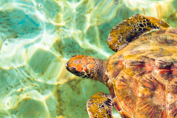istock Turtle swimming leisurely in the sea 1365765203