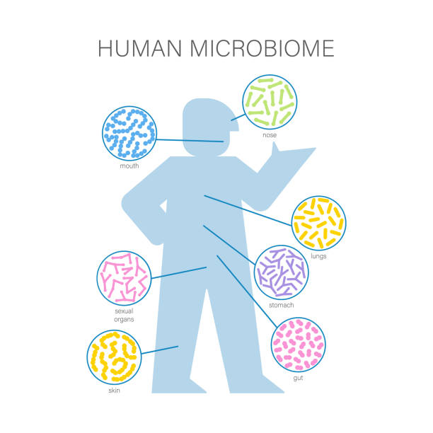 darmmikrobiom-konzept. menschliche darmmikrobiota mit gesunden probiotischen bakterien. - milchsäure stock-grafiken, -clipart, -cartoons und -symbole