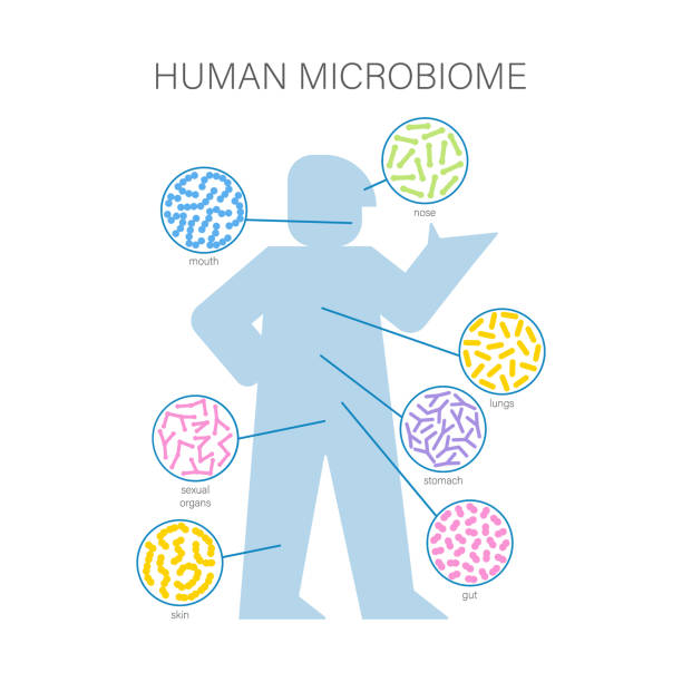 Gut microbiome concept. Human intestine microbiota with healthy probiotic bacteria. Gut microbiome concept. Human intestine microbiota with healthy probiotic bacteria. Flat abstract medicine illustration of microbiology checkup. lactic acid stock illustrations