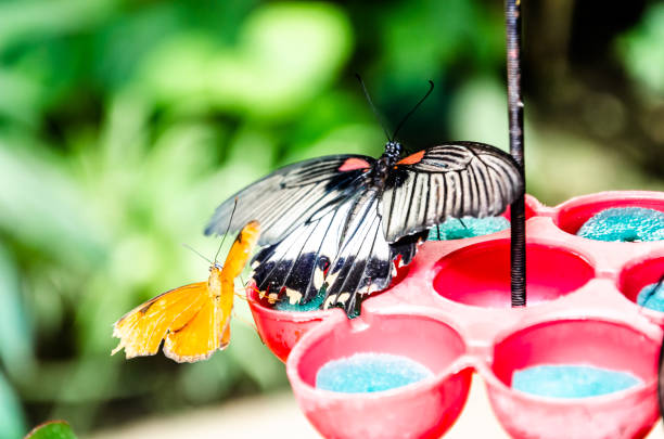 papilio memnon butterfly, lepidopteron - lepidopteron imagens e fotografias de stock