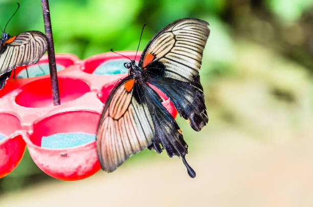 Beautiful Papilio Memnon butterfly on green leaves