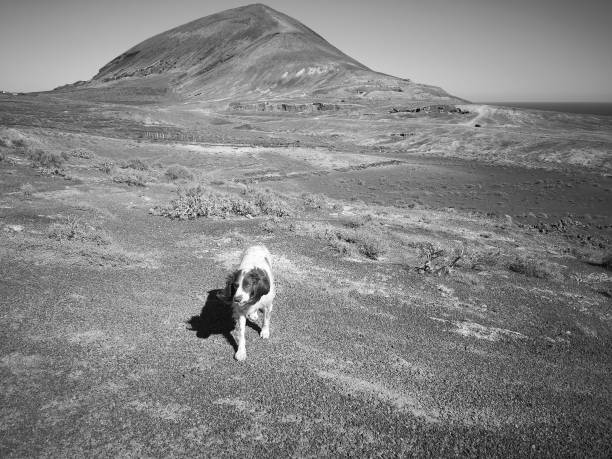 istock Dog in Volcanic Lanzarote 1365768368