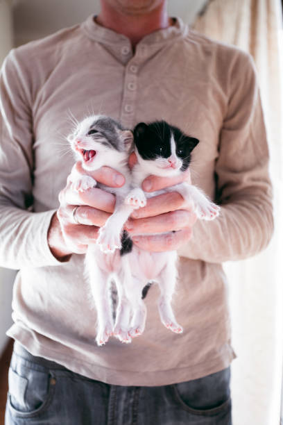 istock Man holding a kittens in his arms 1365768409