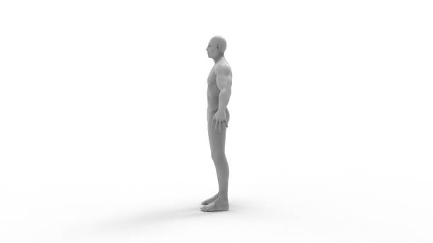 istock Human body 3d rendering of a human body isolated in white background 1365769570