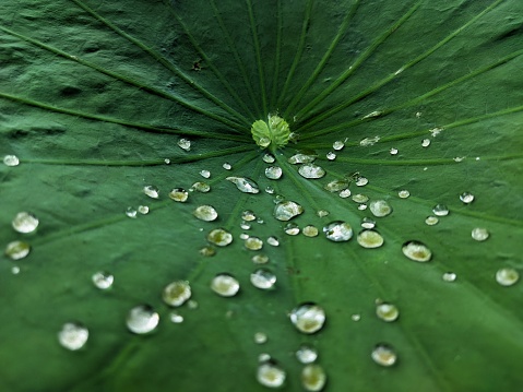 water on lotus leafes