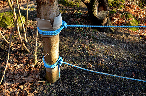 the rope net is attached to the tree through soft items protecting the bark. children can play sailors and test stability like spiders. they crawl and climb among the trees in the park. slack line, slackline