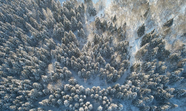 istock Snowy forest in gold color light 1365773407