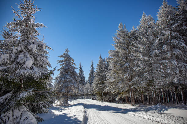istock Snowy Mountain Road with Pines 1365774231