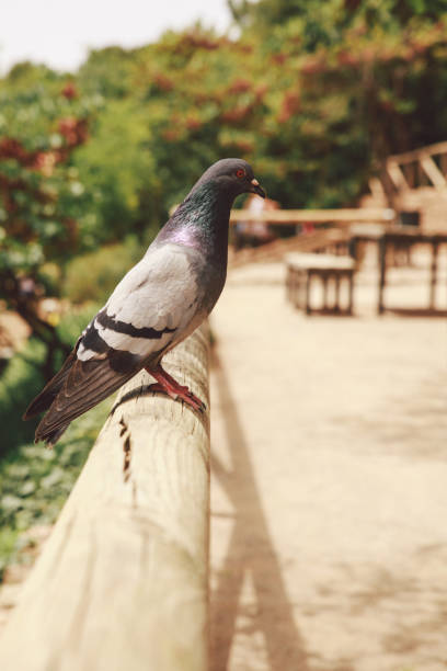 istock Close-Up Of Bird Perching On Wooden Post 1365774611