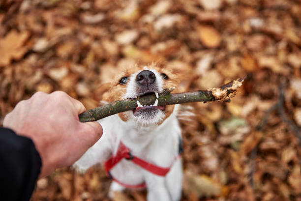 istock Dog play with a branch in autumn forest 1365776399