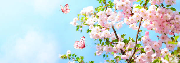 istock Branches blossoming cherry on background blue sky and fluttering butterflies in spring on nature. 1365776924