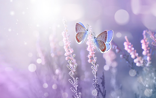 istock Lavender flowers and two butterfly in bright rays sunlight in summer or spring outdoors. 1365776978