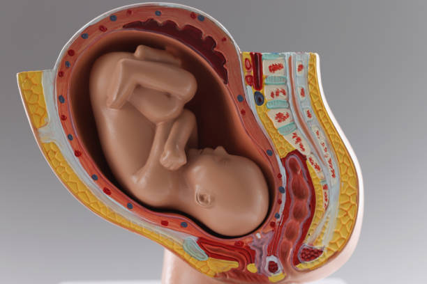 istock Human baby growth stages in nine month development, pregnancy stages 1365777628