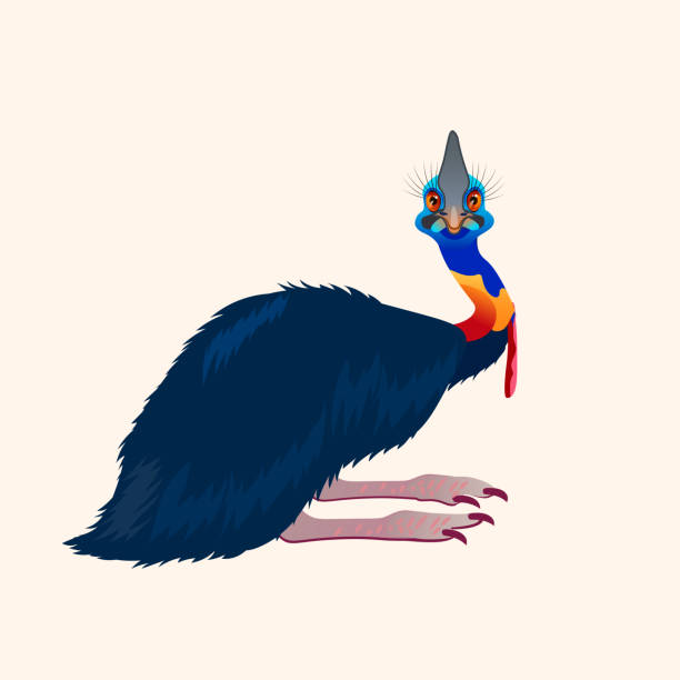 illustrazioni stock, clip art, cartoni animati e icone di tendenza di casuario, animale selvatico australiano. illustrazione vettoriale isolata su sfondo bianco. - beak bird blue cassowary