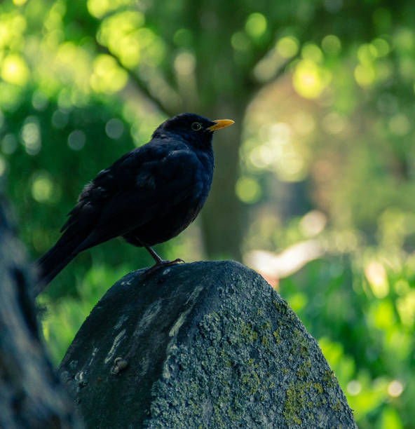 istock A common blackbird sitting on a tombstone in a cemetery during summer 1365779277
