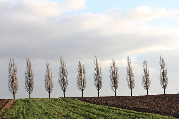 Trees standing to attention in an avenue before green and brown fields (taken in France on 24.12.2011)