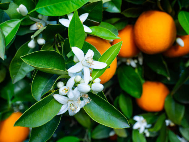 istock Valencian orange and orange blossoms. Spain. Spring harvest 1365782078
