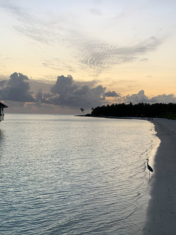Sunset in the Maldives, a bird that looks like a heron stands on the white sand on the shores of the Indian Ocean against a blue sky with clouds.