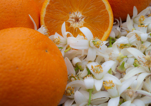 Valencian orange and orange blossoms. Spain. Spring harvest