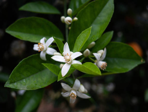 istock Valencian orange and orange blossoms. Spain. Spring harvest 1365784783
