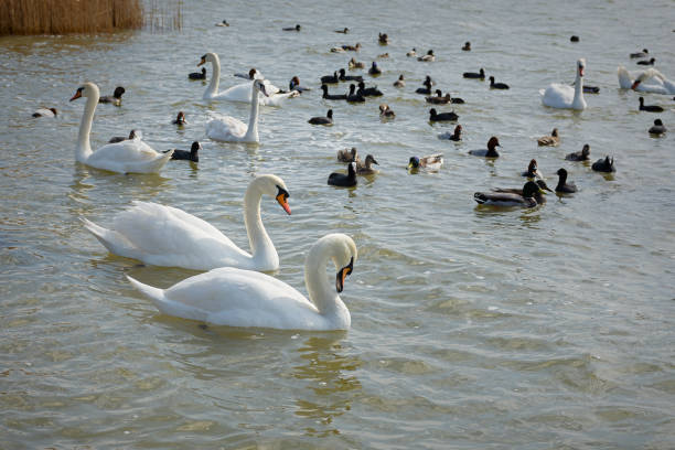 istock White swans ducks sea beach 1365784834