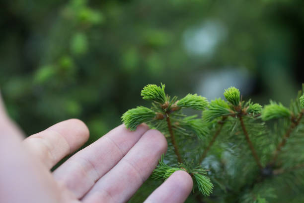 istock Young sprout of spruce close-up 1365784993