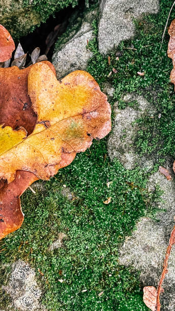 istock Beautiful vertical backgrounds with autumn leaves and greens. 1365785095