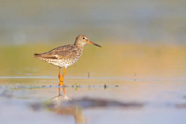 A small shorebird standing in shallow water in the morning sun.