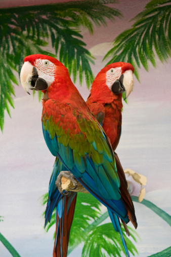 View of two scarlet macaws on a pole on a show.