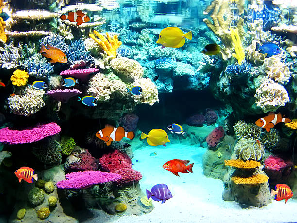 istock Colorful and vibrant aquarium life 136578783