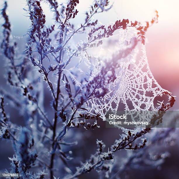 Cobweb 거미줄에 대한 스톡 사진 및 기타 이미지 - 거미줄, 냉동된, 서리