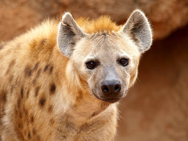 Spotted Hyena One spotted hyena looking to the photographer. hyena photos stock pictures, royalty-free photos & images