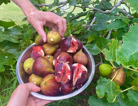 Horizontal close up of  fresh picked organic figs from large figtree with hands holding and placing fruit in round bowl in home country garden Australia