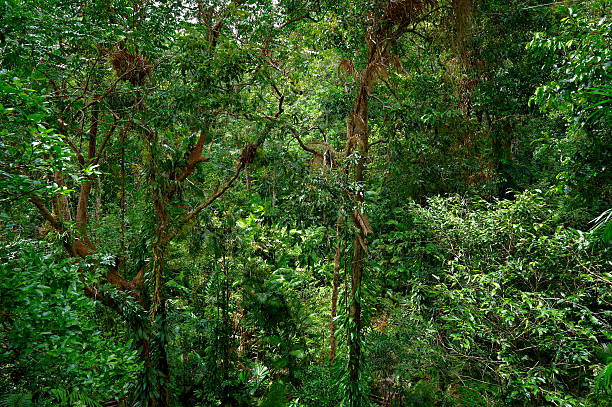 istock The rainforest of Daintree National Park 136578916