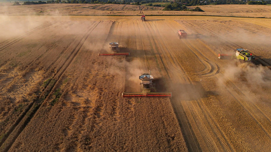 Aerial shot in front of combines harvesting wheat.