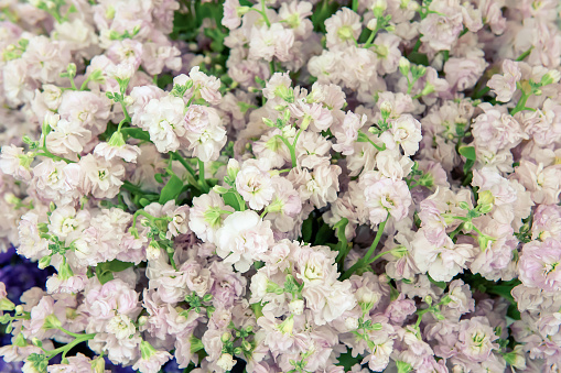 Large bouquet of matthiola close-up. Lilac delicate flowers - floral background.