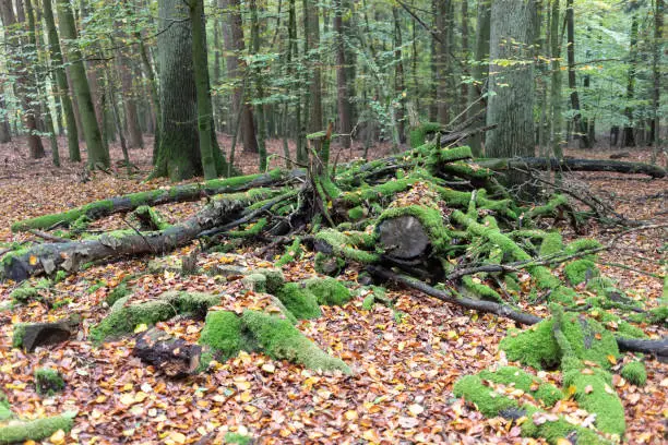 mossy deadwood in natural forest