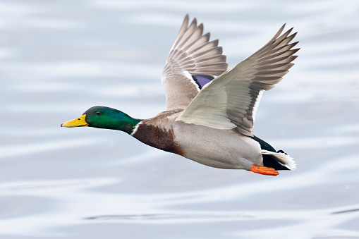 A close up image of an European duck flying above the water.