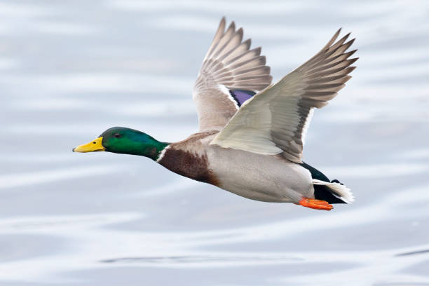 A male Mallard duck (Anas platyrhynchos) in flight A close up image of an European duck flying above the water. mallard duck stock pictures, royalty-free photos & images