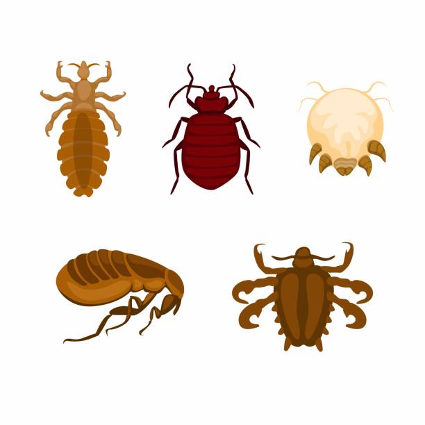 ilustrações, clipart, desenhos animados e ícones de piolhos e insetos símbolo definir vetor de ilustração - nits