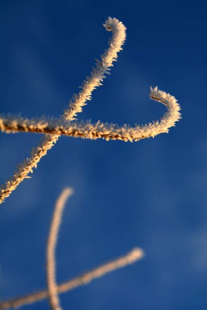istock Winter haiku - branches with hoarfrost on sky background 1365789749