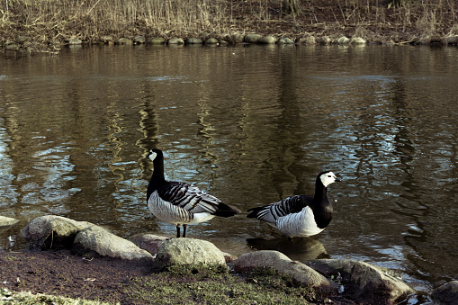 Two barnacle geese standing on rocks close to a pond during winter time in Sweden