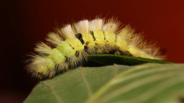 istock Calliteara pudibunda or Pale tussock 1365791027