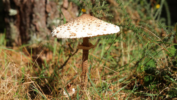 istock Macrolepiota procera, the parasol mushroom 1365791041