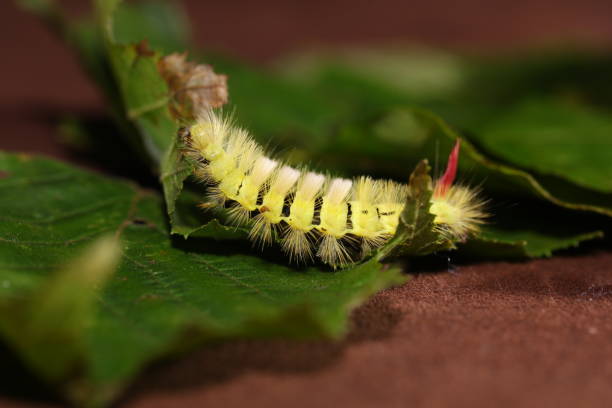 istock Calliteara pudibunda or Pale tussock 1365791047